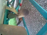 Mastercraft prostar 190