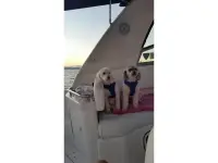 Sea Ray Sundancer 290 Sundancer 