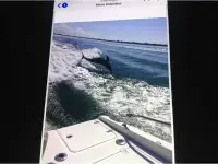 Boston Whaler Dauntless 