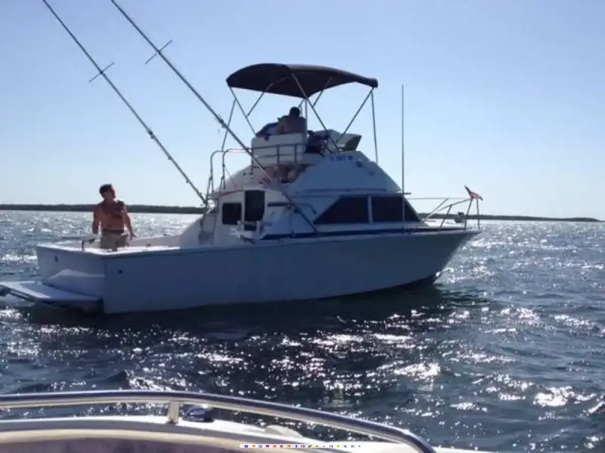 Bertram Sport Fish 