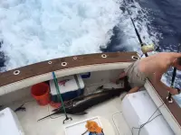 Blackfin Flybridge 