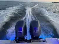 Cobia 262