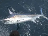 Sport Fisher 54 