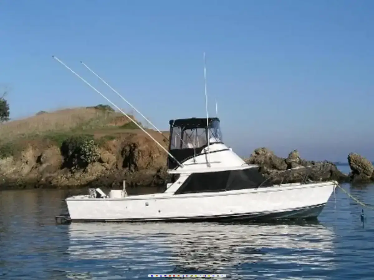Bertram 31 Special Bertram 31 Special